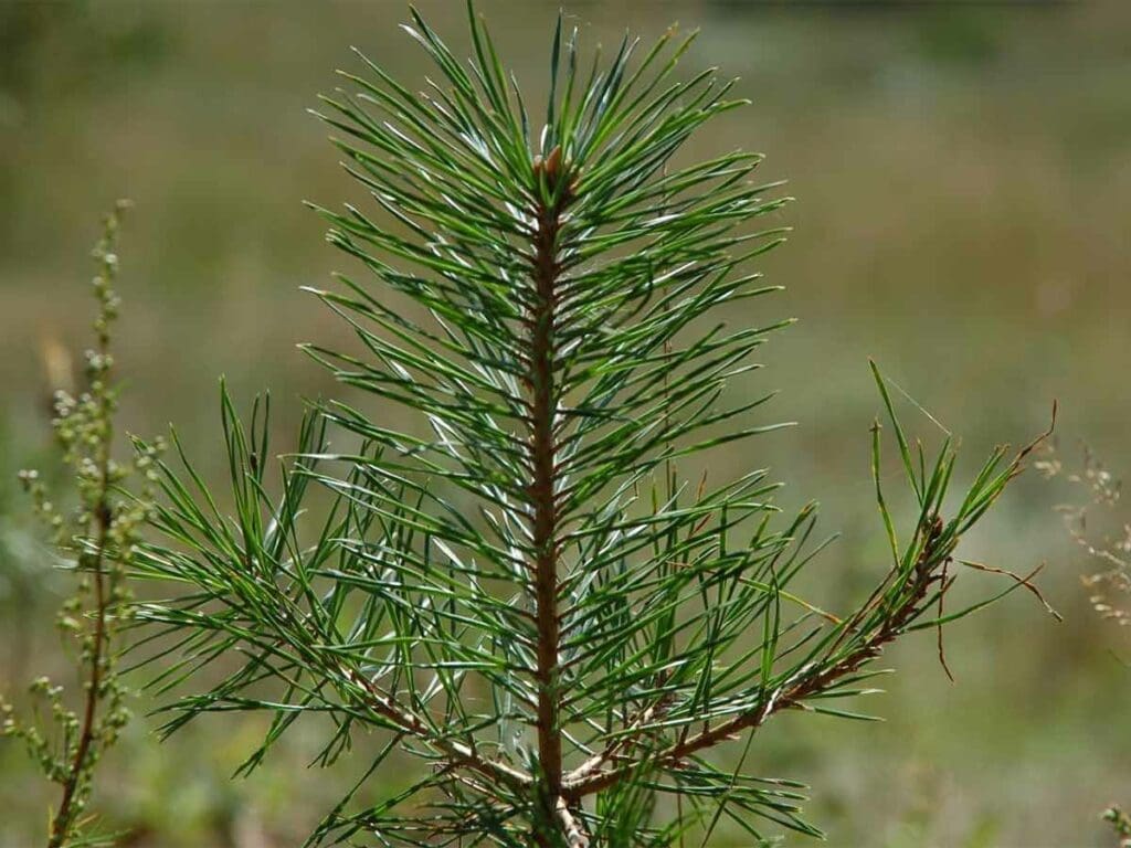 A young Scots pine sapling