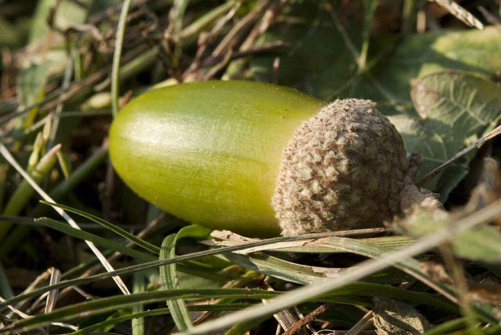 A sessile oak acorn