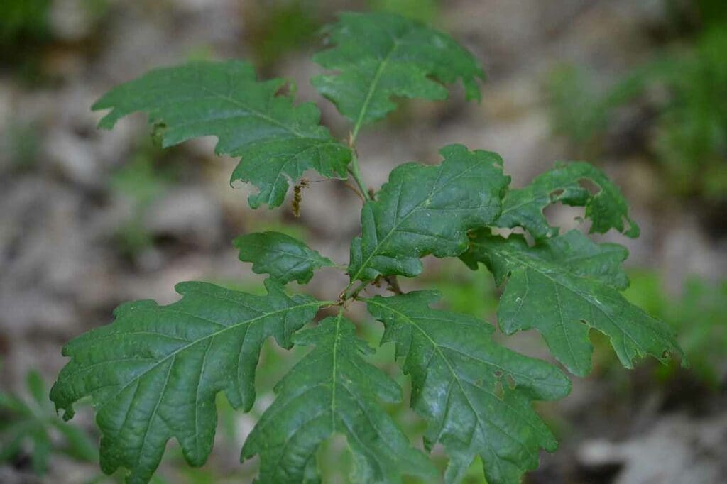 A young sessile oak sapling