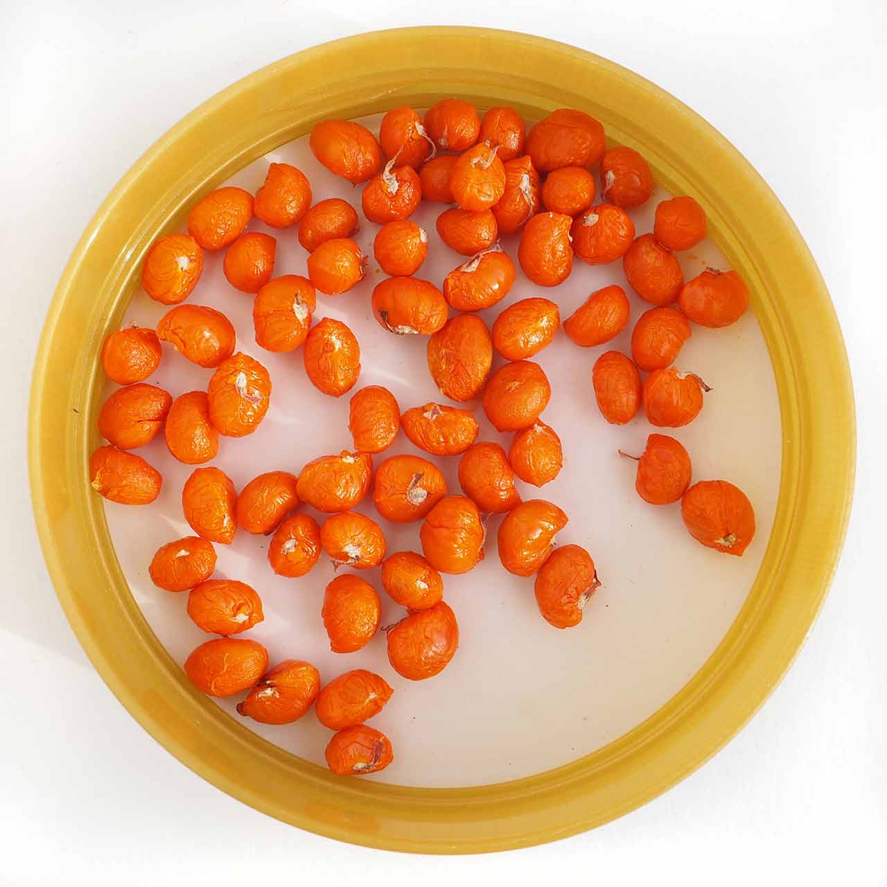 How to grow Spindle Grow Native Trees from Seed