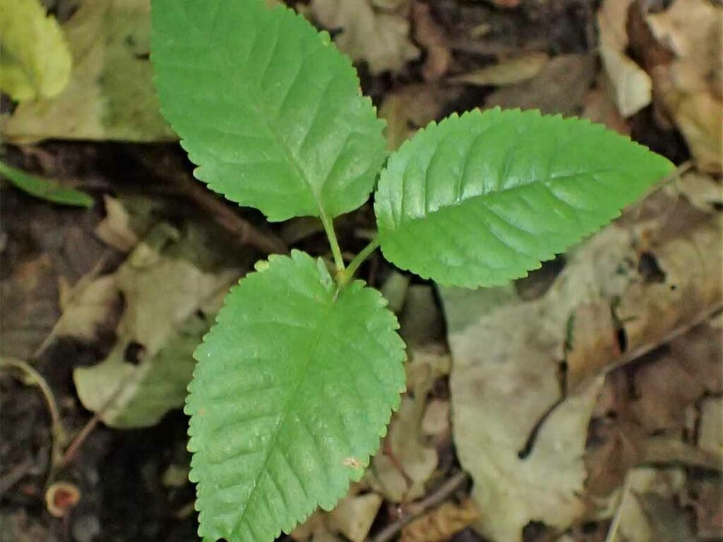 A young wild cherry sapling