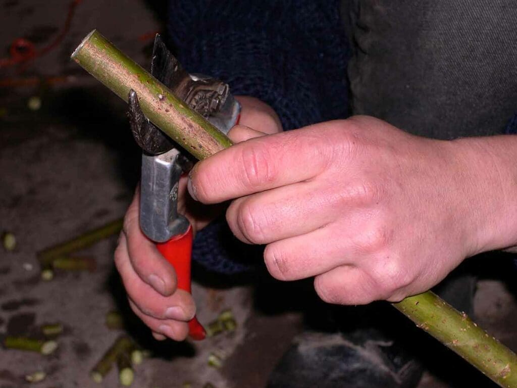Preparing a willow cutting