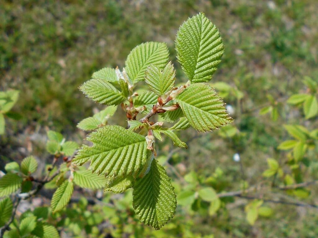 A young wych elm sapling