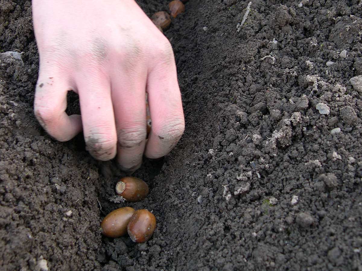 Sowing acorns by hand