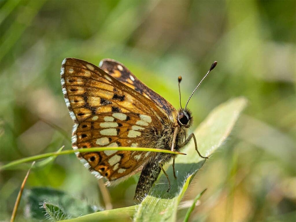 Duke of Burgundy butterfly (Hamearis Lucina)