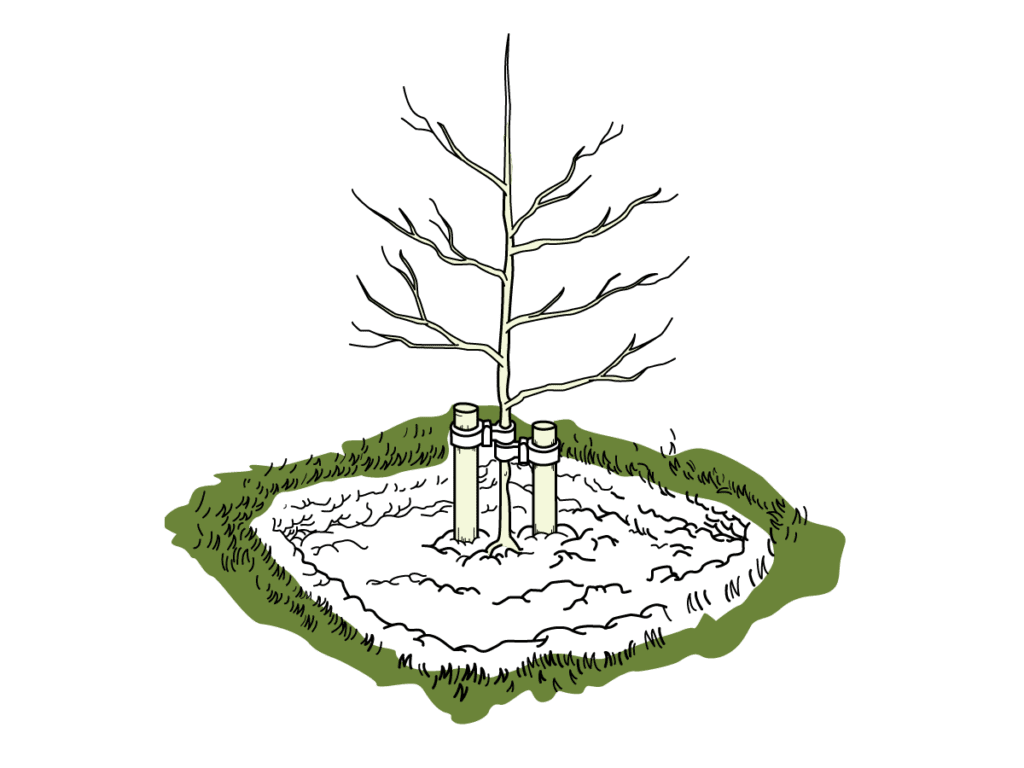 A pit planted and staked tree