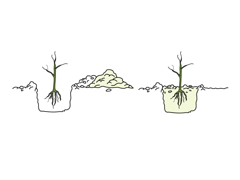 Pit planting medium sized trees