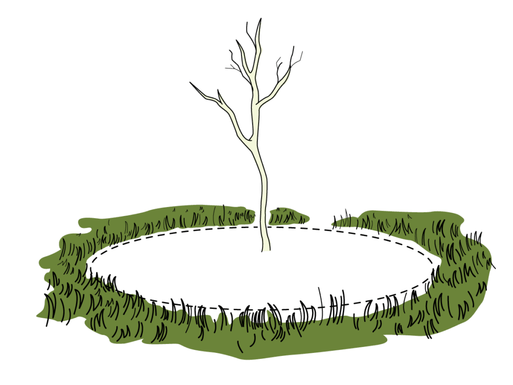 An illustration of a young tree and a one-metre weed-free area around it
