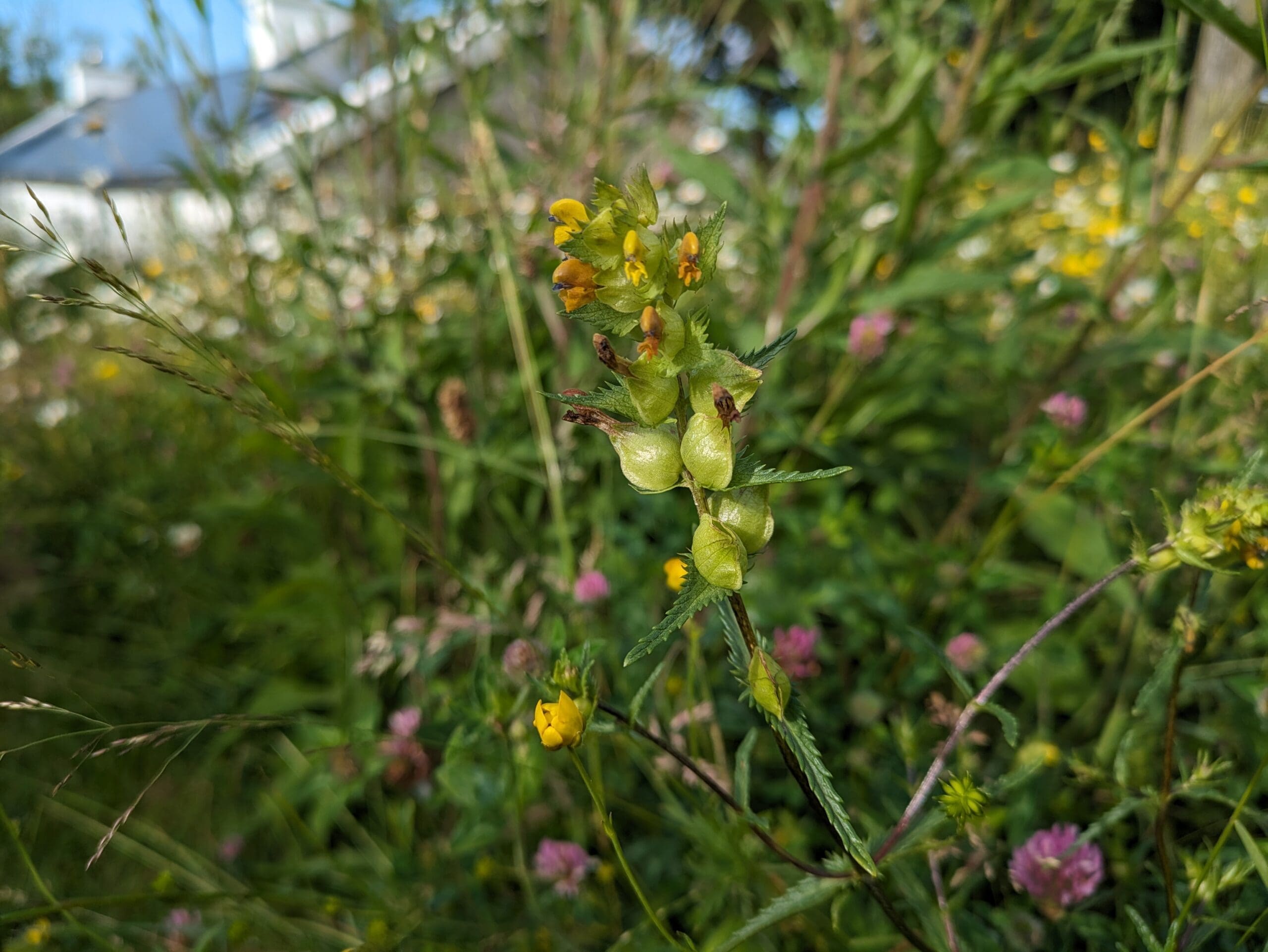 Yellow rattle in a meadow