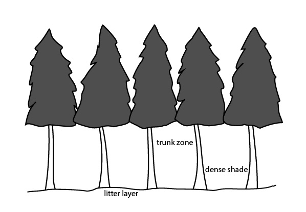 Illustration showing conifer woodland structure
