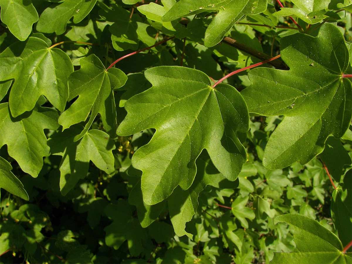 Young field maple leaves in spring
