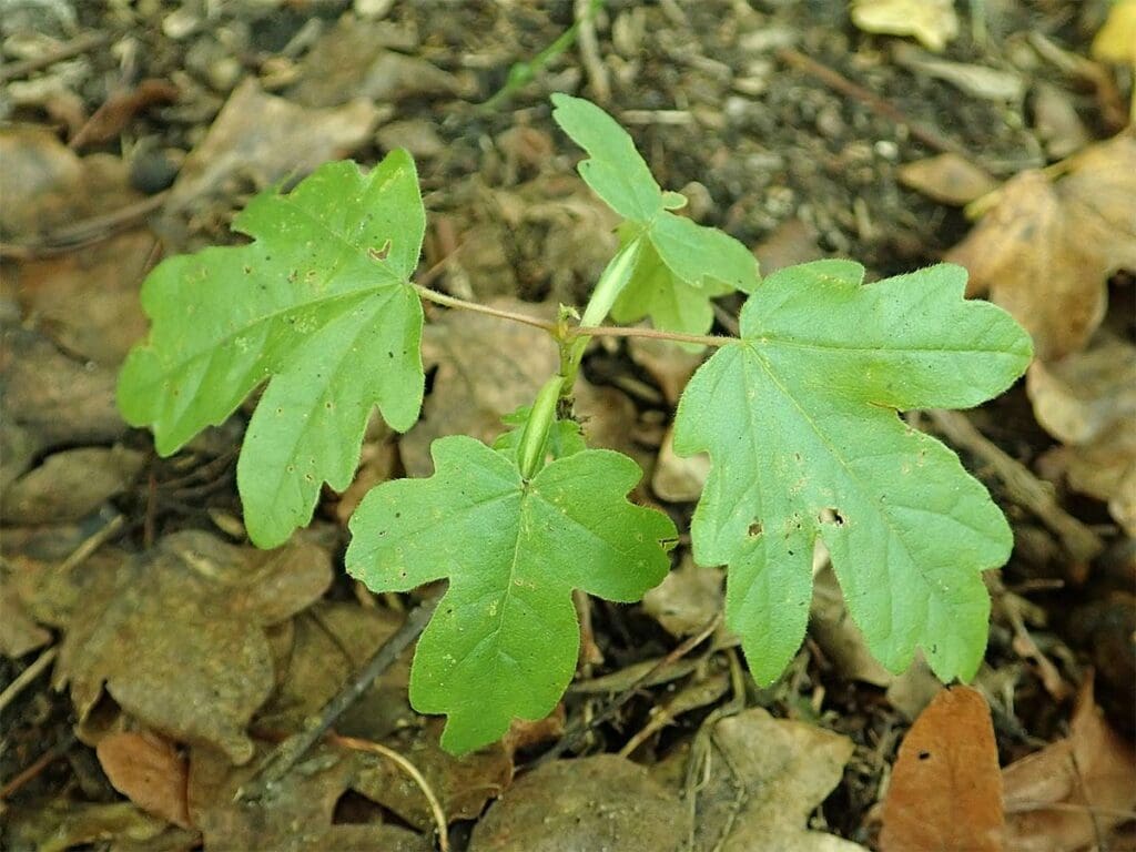 A young field maple sapling