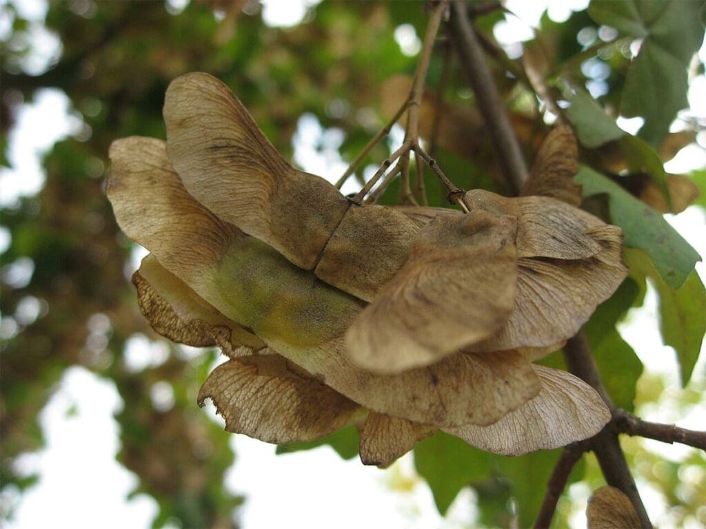 Ripe field maple seeds hanging in a bunch on a tree