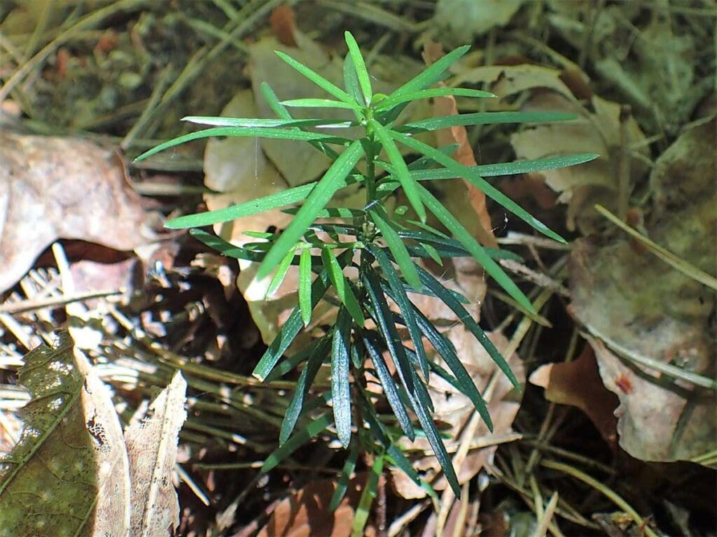 Yew seedling in a woodland setting